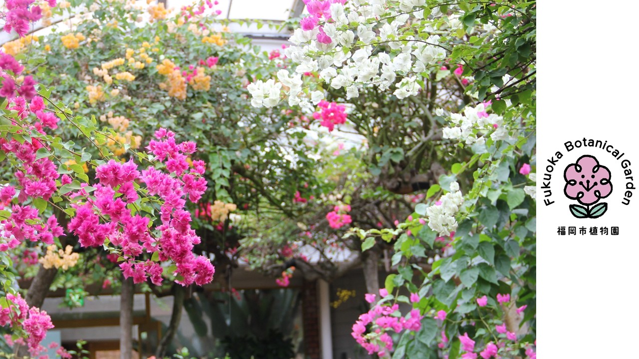 写真：植物園
